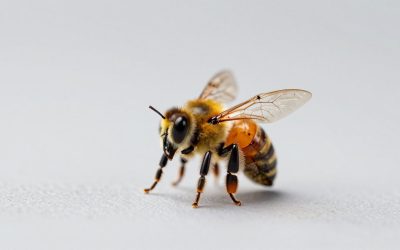 Bee Swarm Simulator Quest Guide: Best Order and Tips